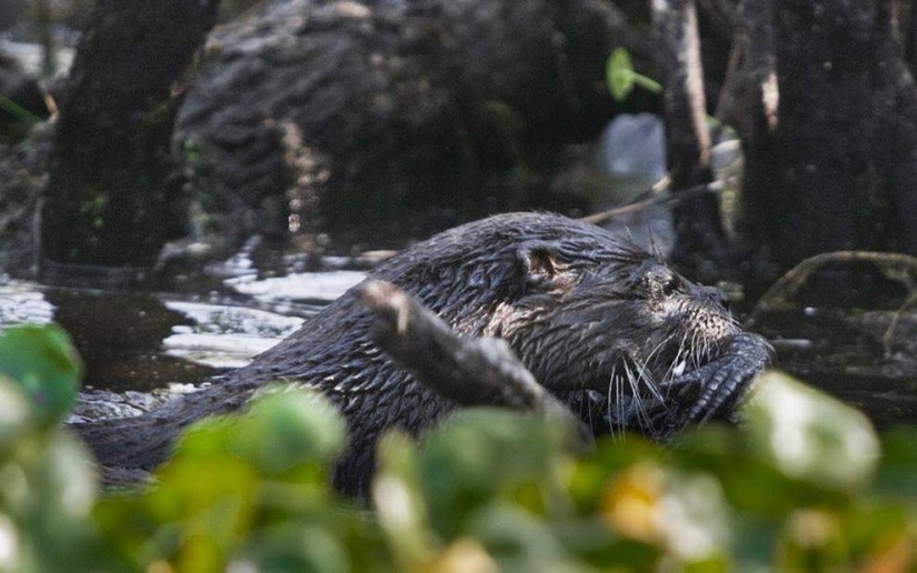 Una nutria atacó a un caimán Una nutria atacó a un caimán