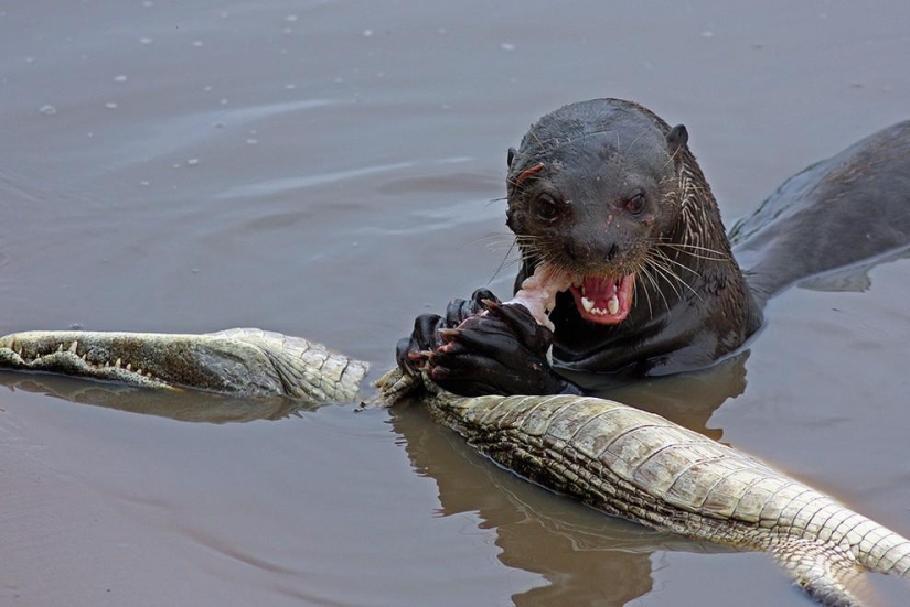 Una nutria atacó a un caimán Una nutria atacó a un caimán