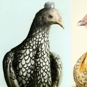 Una versión inusual de la joyería de Peter Lippmann