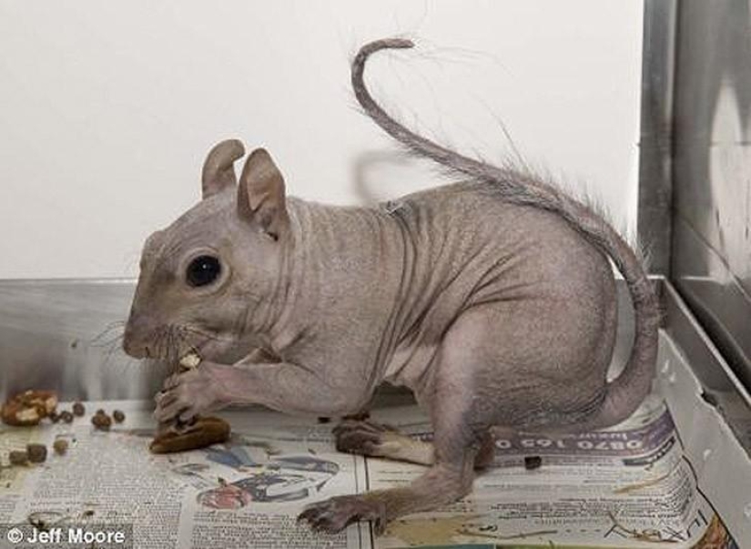 Una vista divertida y extraña: animales calvos Una vista divertida y extraña: animales calvos