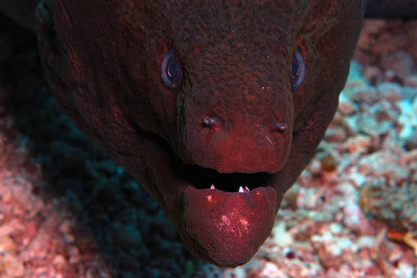 Underwater photos by Vyacheslav Plotnikov