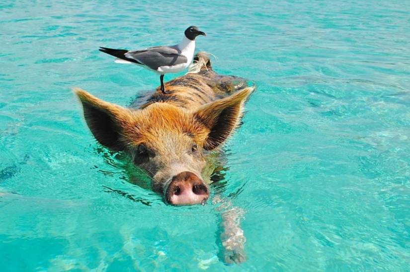 Unique floating pigs in one of the Bahamas