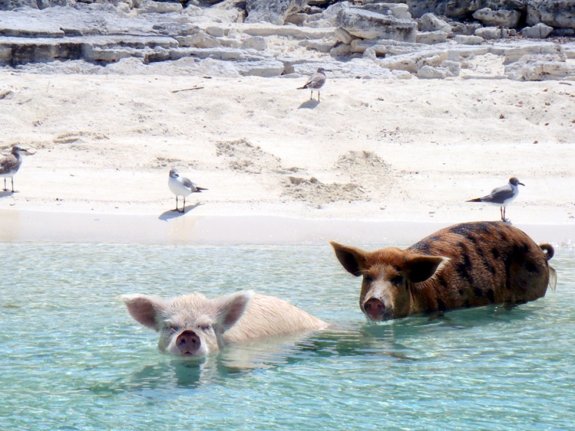 Unique floating pigs in one of the Bahamas
