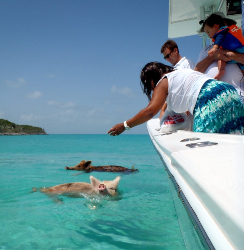 Unique floating pigs in one of the Bahamas