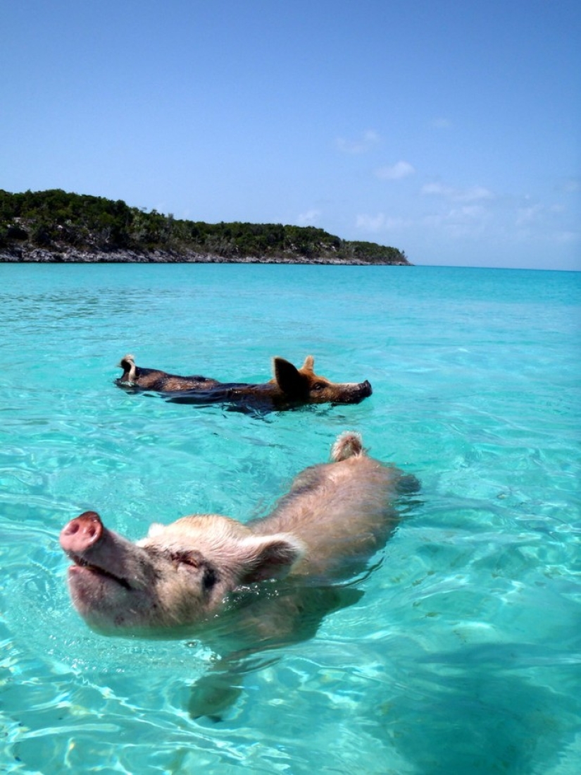 Unique floating pigs in one of the Bahamas