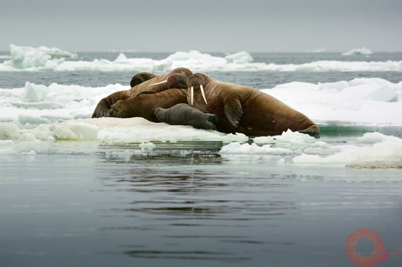 Unique photos of the wild corners of the country at the Primordial Russia festival