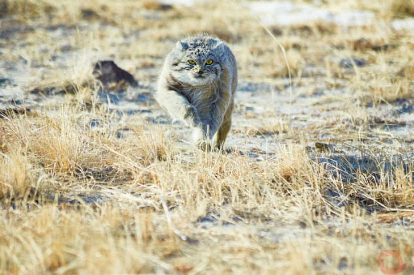 Unique photos of the wild corners of the country at the Primordial Russia festival