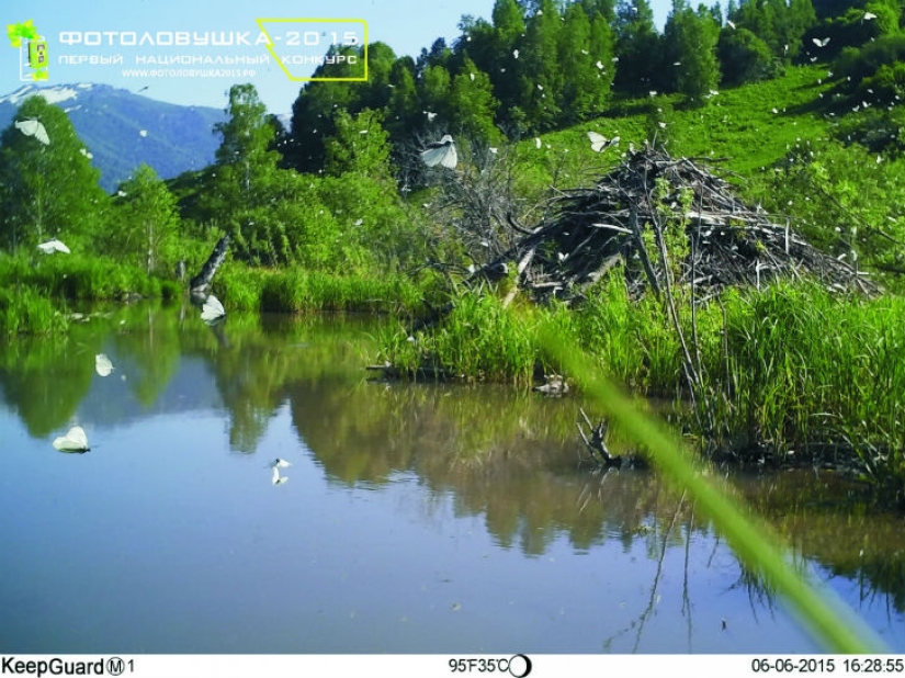 Unique photos of the wild corners of the country at the Primordial Russia festival