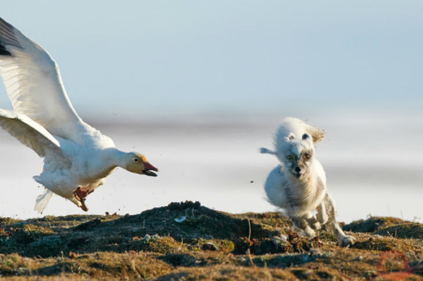 Unique photos of the wild corners of the country at the Primordial Russia festival