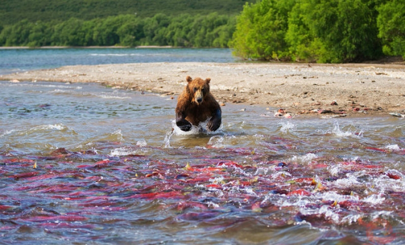 Unique photos of the wild corners of the country at the Primordial Russia festival