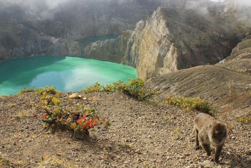 Unique tricolor lakes in the crater of the Kelimutu volcano