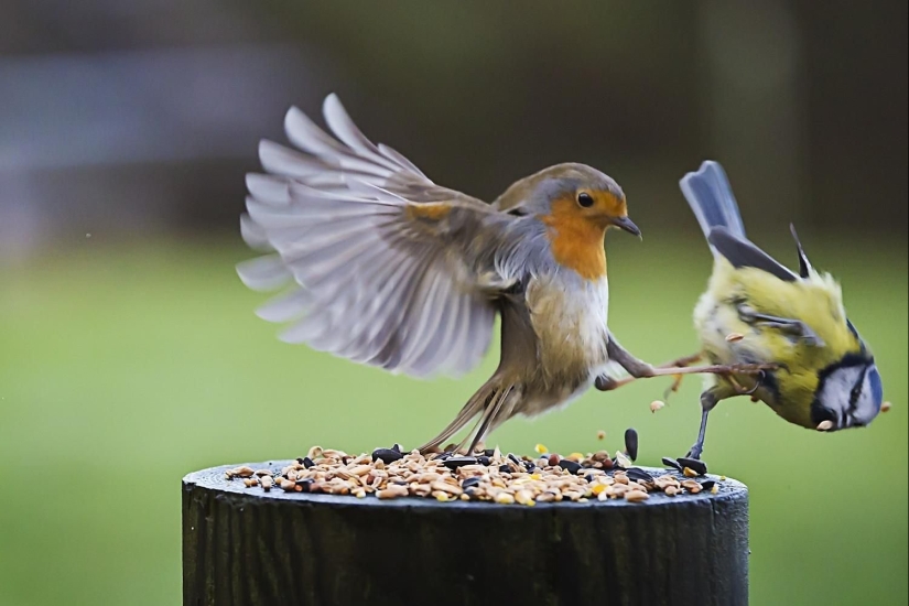 Unusual fauna: 8 funny emotional photos of birds