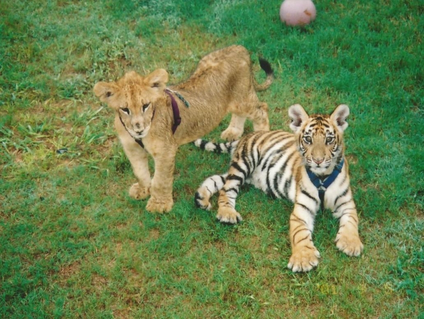 Unusual friendship - they have been together for 13 years