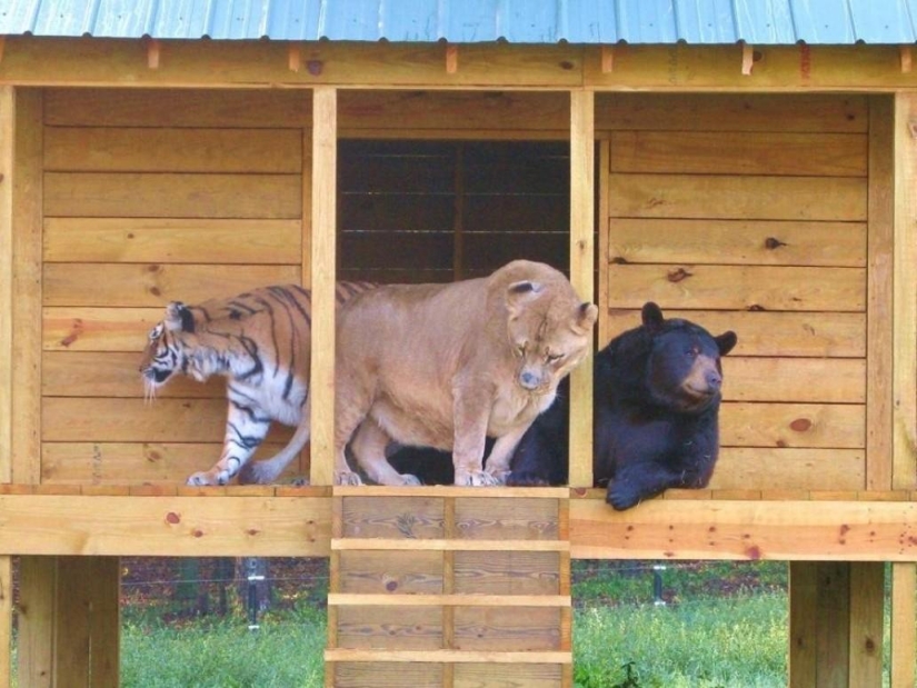 Unusual friendship - they have been together for 13 years