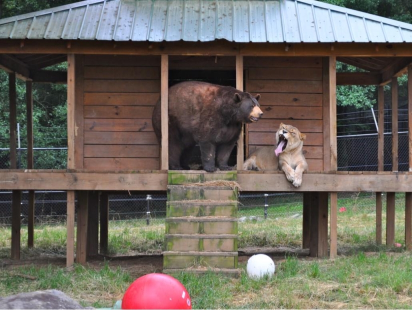 Unusual friendship - they have been together for 13 years