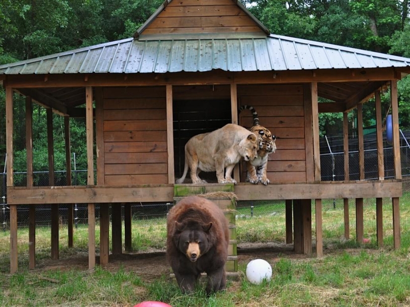Unusual friendship - they have been together for 13 years