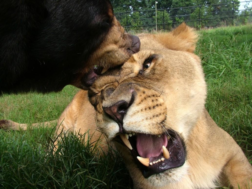 Unusual friendship - they have been together for 13 years