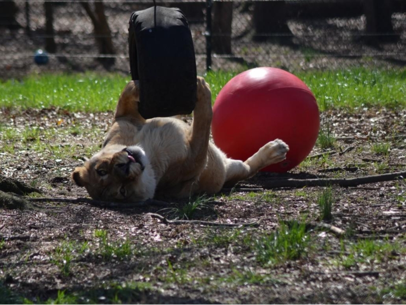 Unusual friendship - they have been together for 13 years