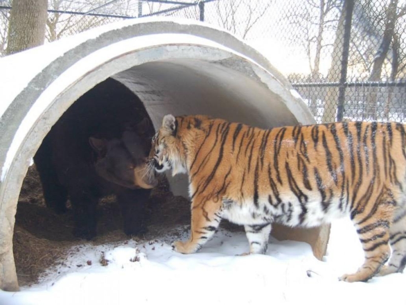 Unusual friendship - they have been together for 13 years