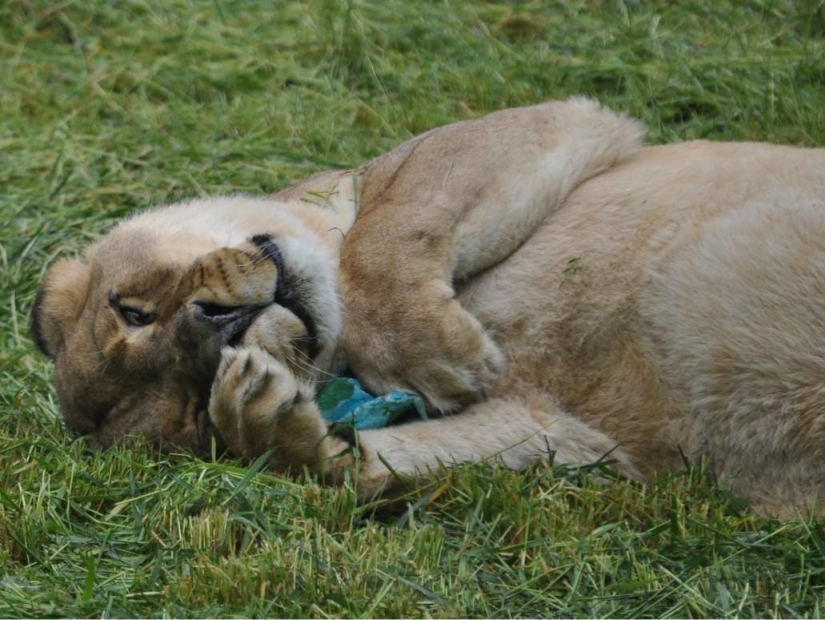 Unusual friendship - they have been together for 13 years