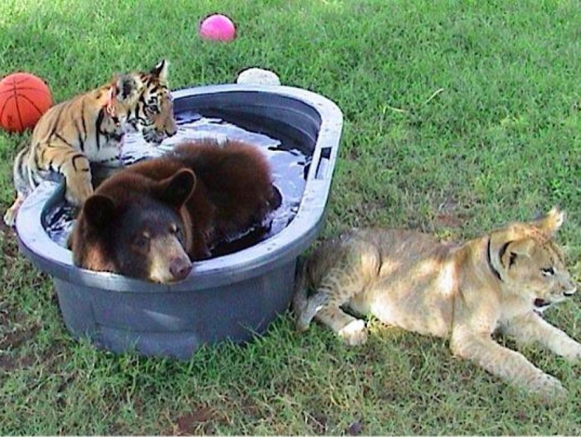 Unusual friendship - they have been together for 13 years