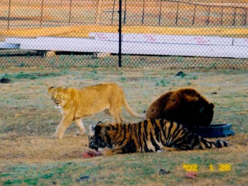 Unusual friendship - they have been together for 13 years