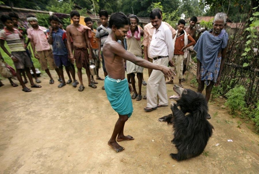 Unusual pet: a tame bear in an Indian family