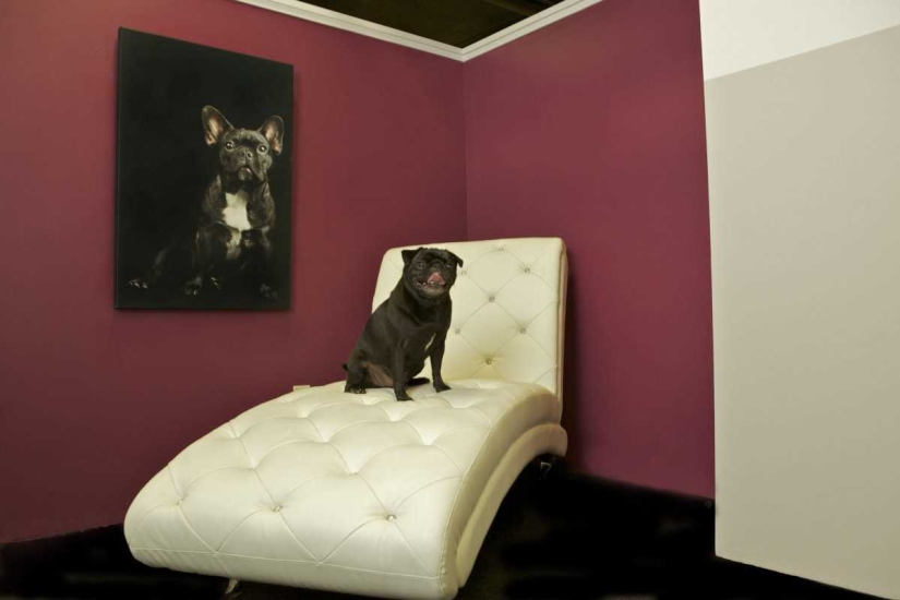 Up to $200 a Night: New York Dog Hotel