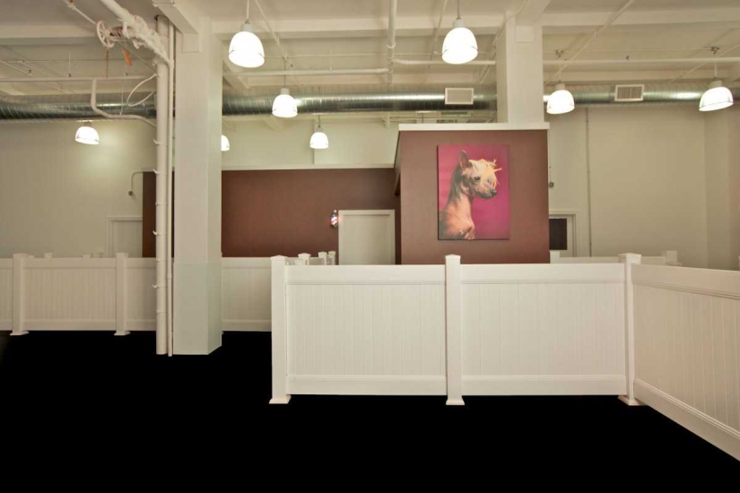 Up to $200 a Night: New York Dog Hotel