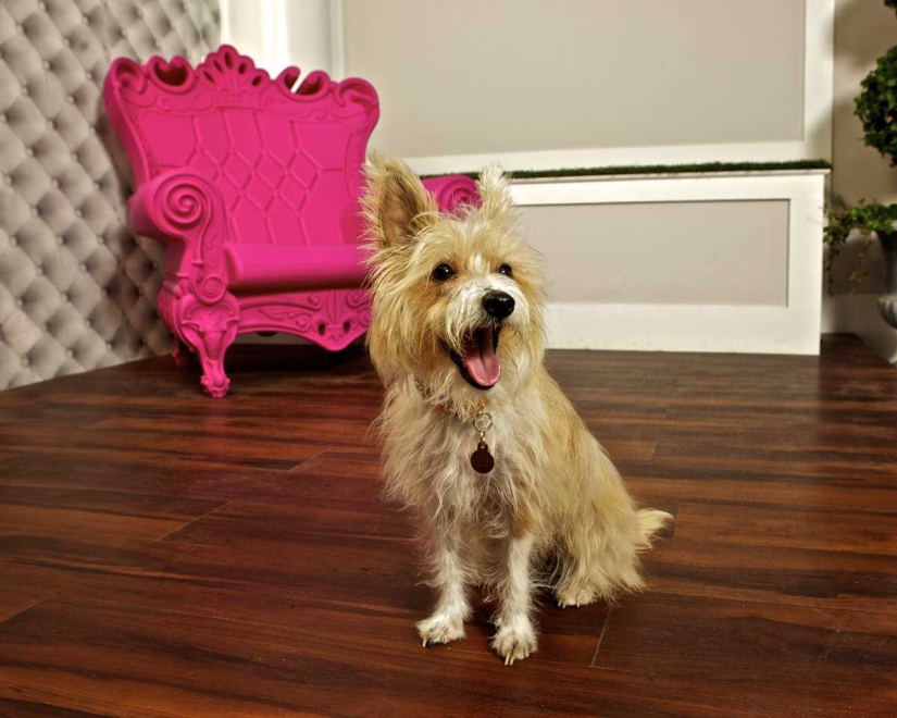 Up to $200 a Night: New York Dog Hotel