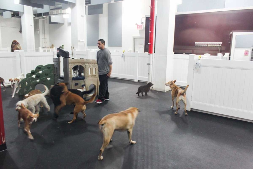 Up to $200 a Night: New York Dog Hotel