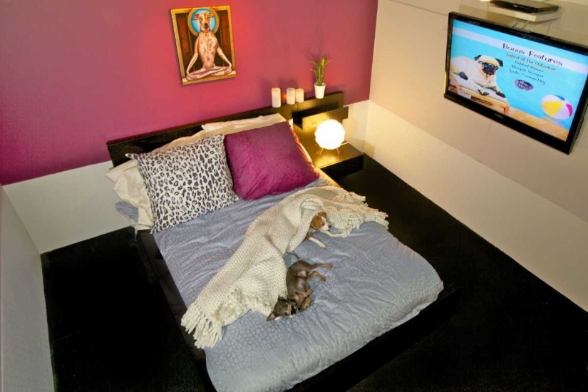 Up to $200 a Night: New York Dog Hotel