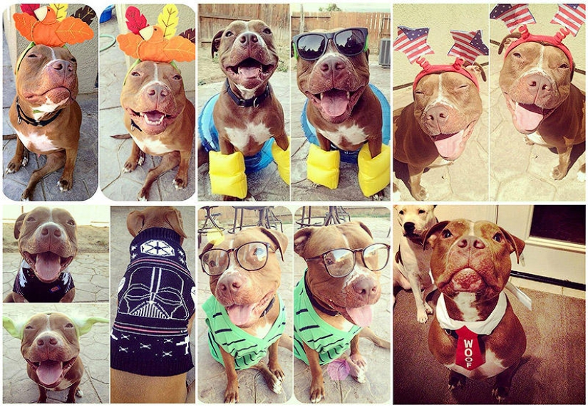 Valentino es el pitbull más de moda Valentino es el pitbull más de moda