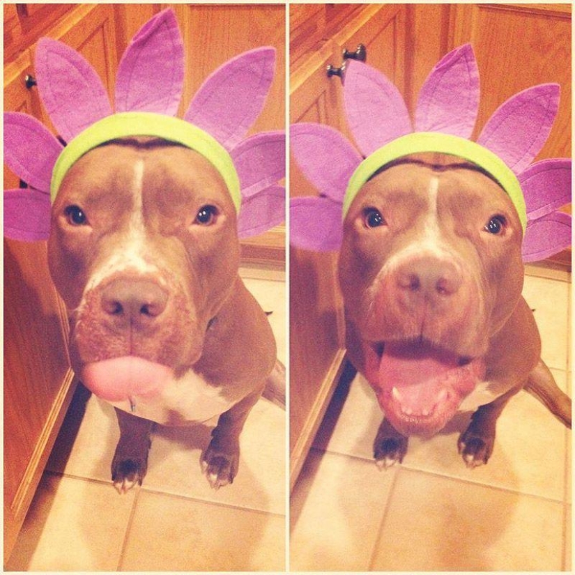 Valentino es el pitbull más de moda Valentino es el pitbull más de moda