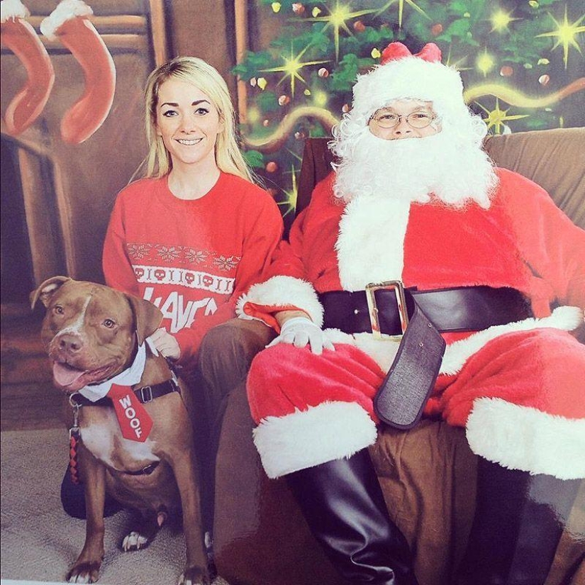 Valentino es el pitbull más de moda Valentino es el pitbull más de moda