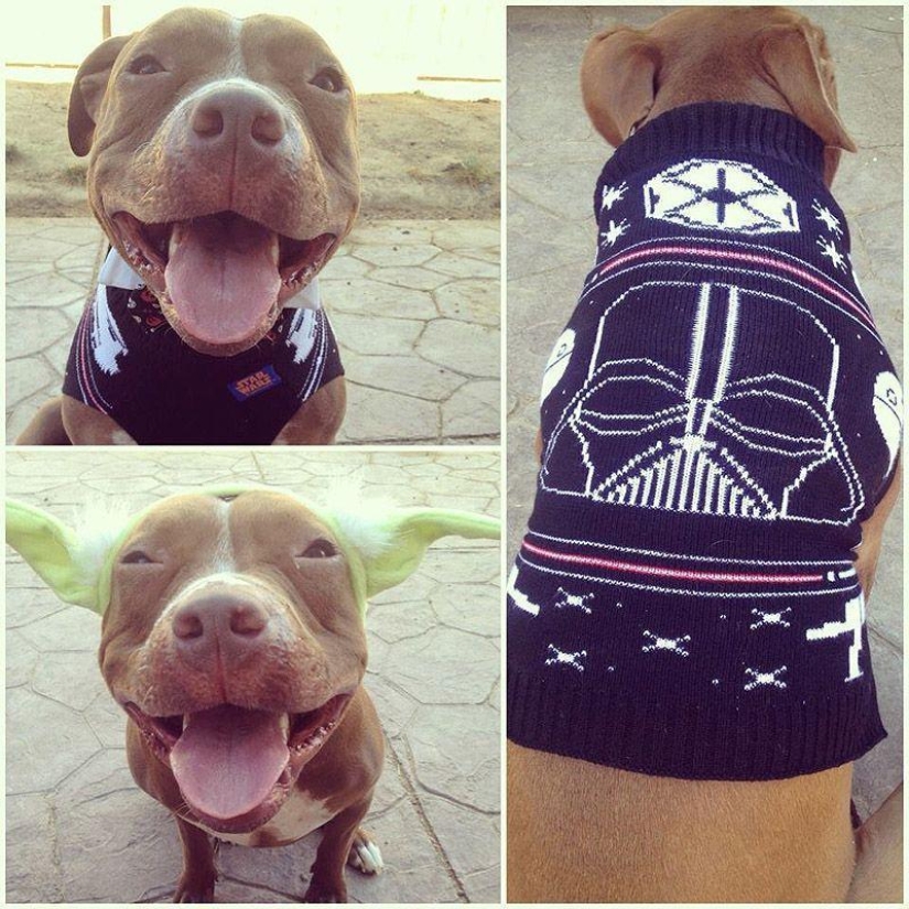 Valentino es el pitbull más de moda Valentino es el pitbull más de moda