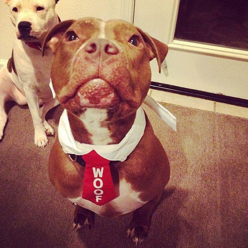 Valentino es el pitbull más de moda Valentino es el pitbull más de moda