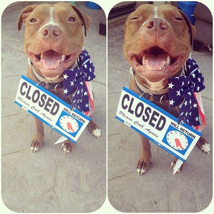 Valentino es el pitbull más de moda Valentino es el pitbull más de moda