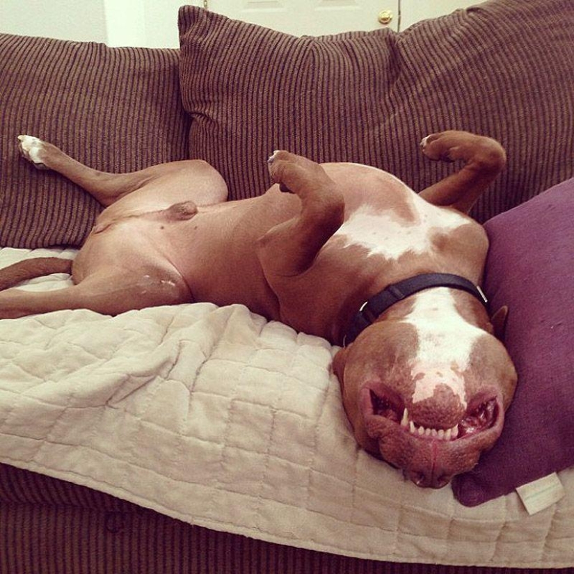 Valentino es el pitbull más de moda Valentino es el pitbull más de moda