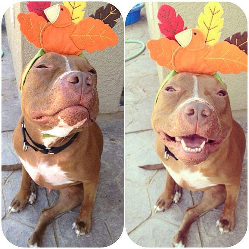 Valentino es el pitbull más de moda Valentino es el pitbull más de moda