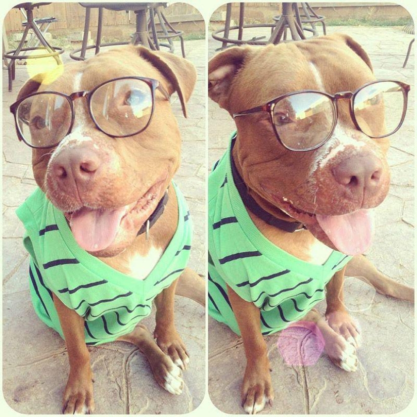 Valentino es el pitbull más de moda Valentino es el pitbull más de moda