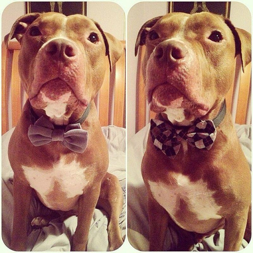Valentino es el pitbull más de moda Valentino es el pitbull más de moda
