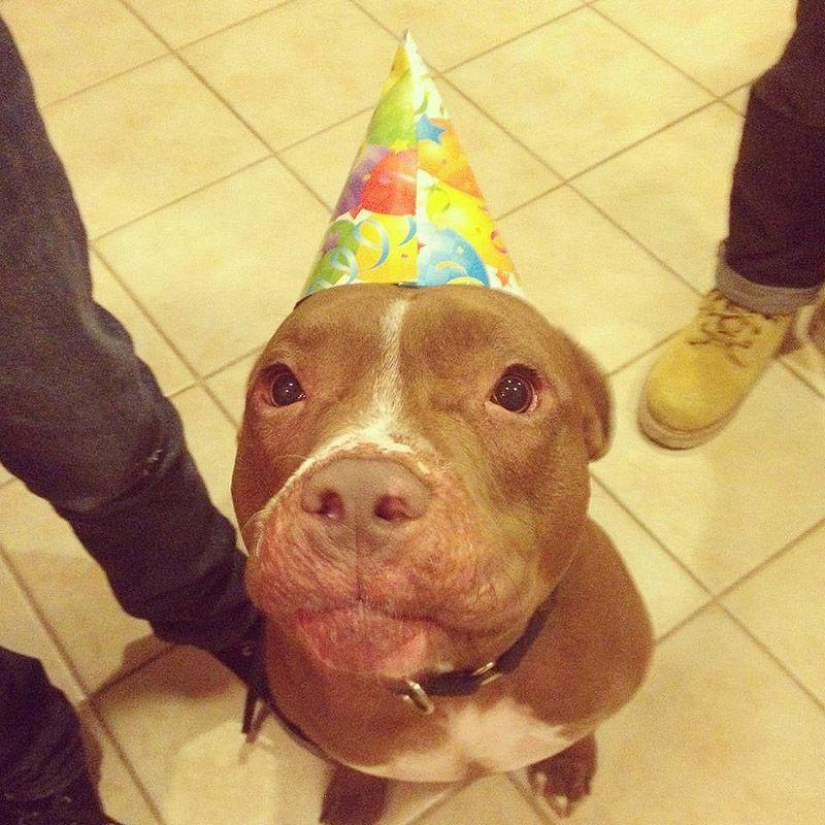 Valentino es el pitbull más de moda Valentino es el pitbull más de moda