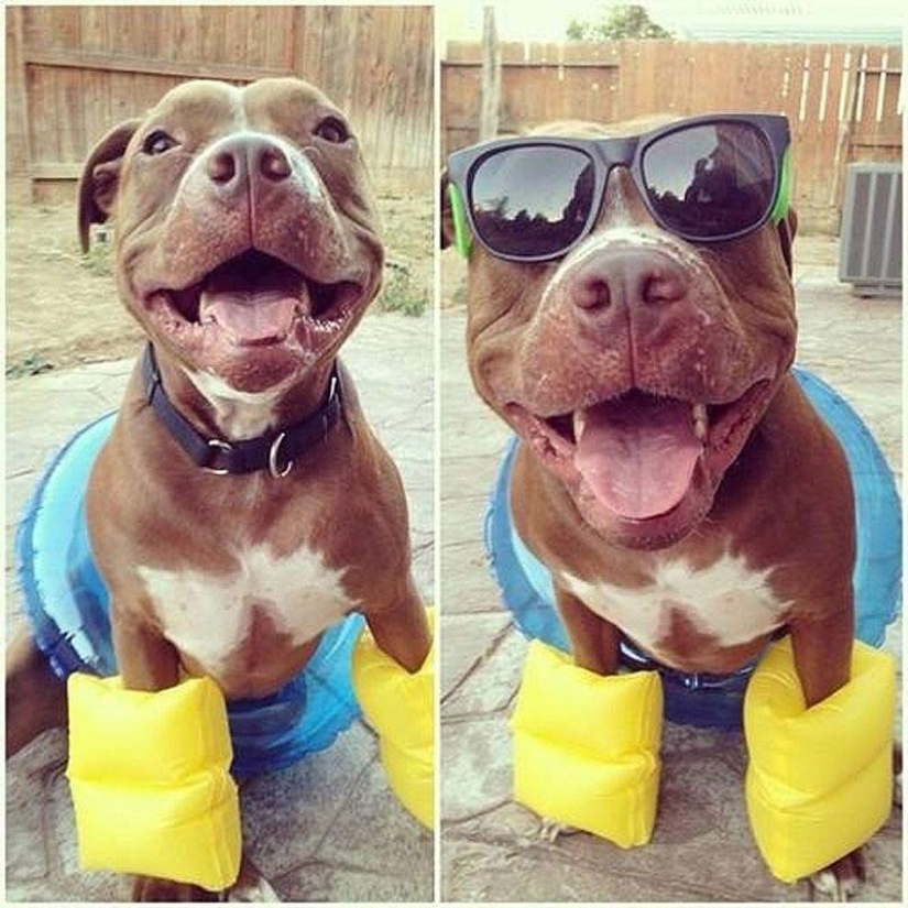 Valentino es el pitbull más de moda Valentino es el pitbull más de moda
