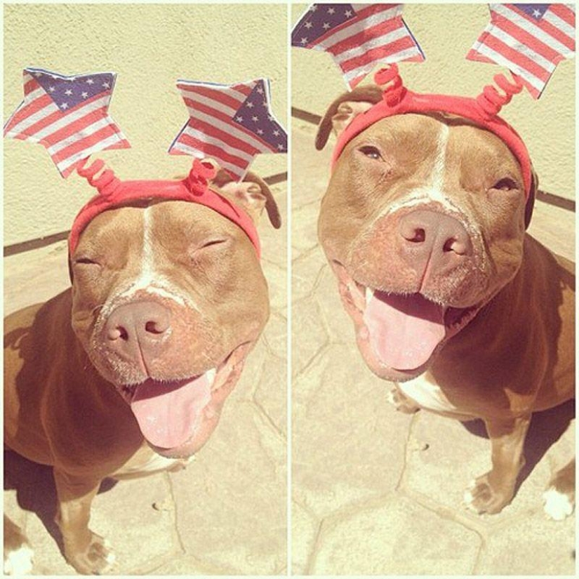 Valentino es el pitbull más de moda Valentino es el pitbull más de moda