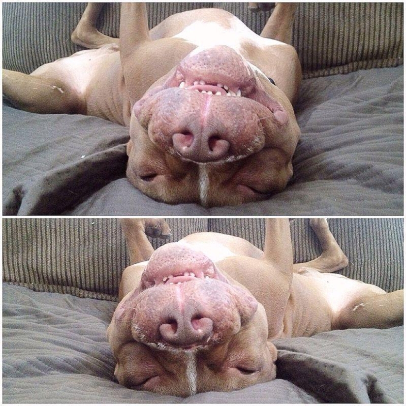 Valentino es el pitbull más de moda Valentino es el pitbull más de moda