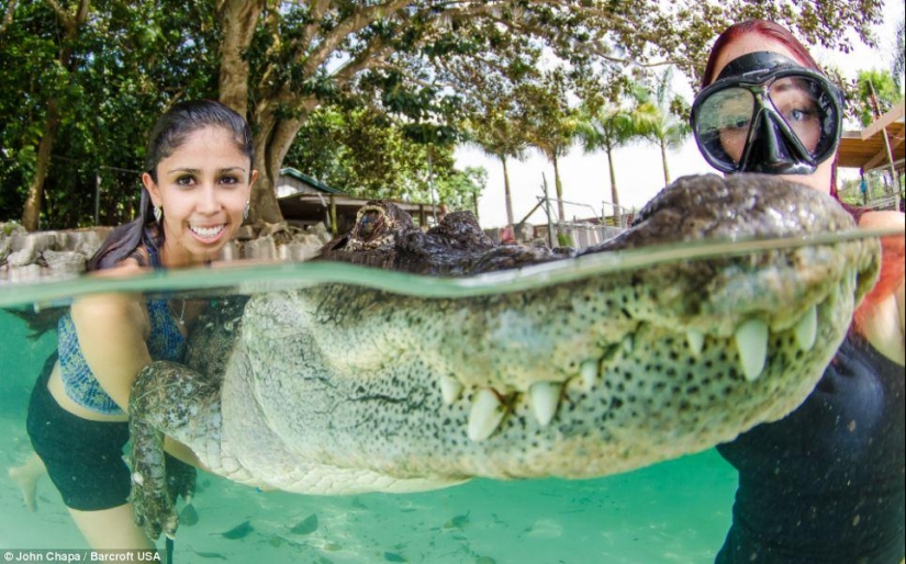 Valientes amantes de los animales nadan con caimanes rescatados