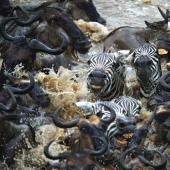 Valientes cebras contra miles de antílopes