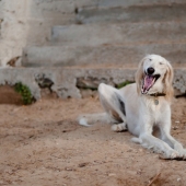 Valoración de las razas de perros más caras.