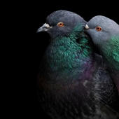 Vea 11 impresionantes imágenes de aves de los premios de fotografía Audubon